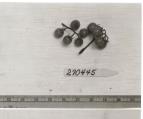 Click for 1 image(s) for this accession. FRUIT